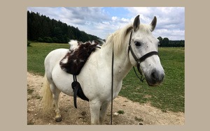 Fellsattel Mandriana Ghost Exclusiv-Schaffell gefleckt auf Camarque-Pferd