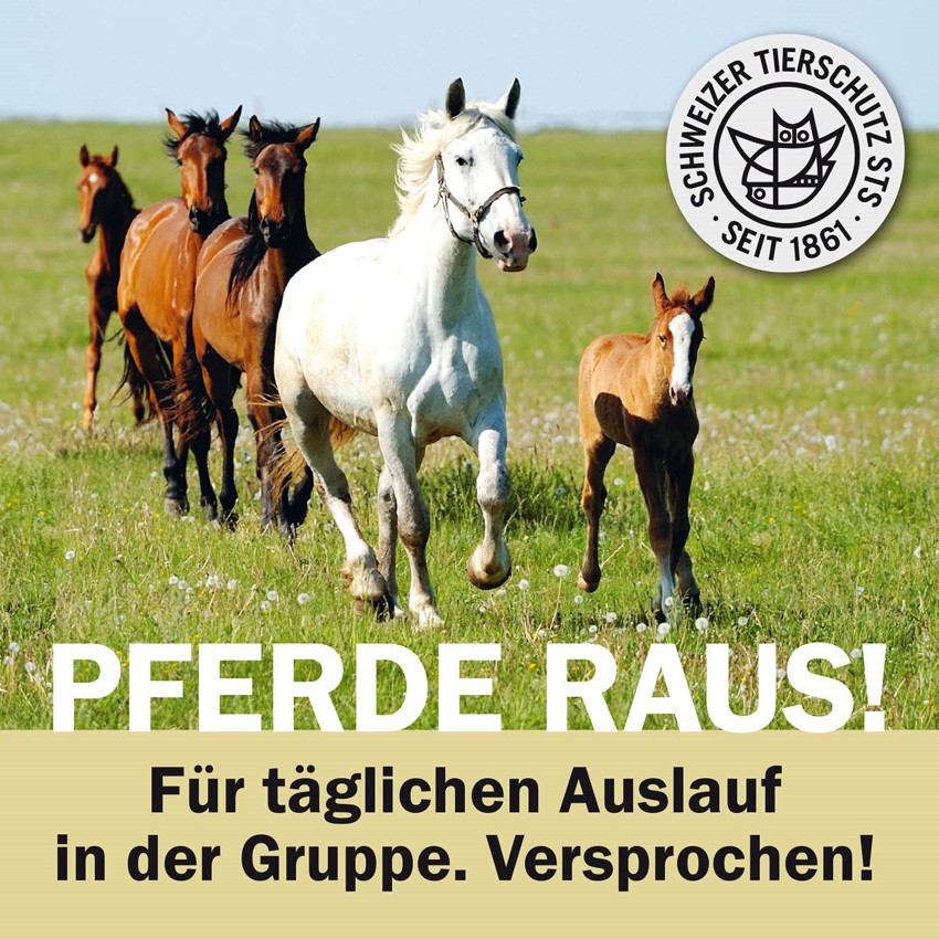 Schweizer Tierschutz STS - PFERDE RAUS!