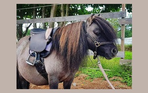 Ponysattel Mini Cavallin auf Shetty